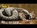 🔴Surviving the Jungle's Most Brutal Arena (Full Episode) | Nature animal documentary