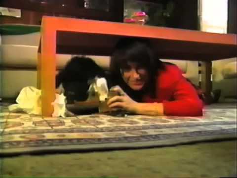 Programming for Dogs