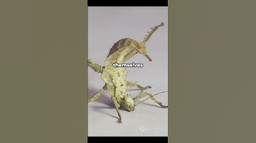 The Assassin Bug: Nature