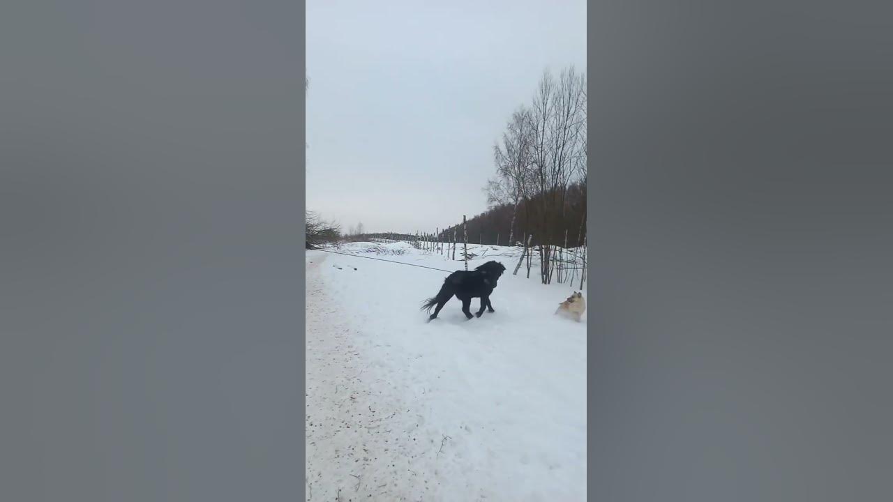 Папа подарил дочке Понечку. Пони Малыш. - YouTube