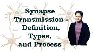 Synaptic transmission - types I Steps of chemical neurotransmission I Nervous System Physiology