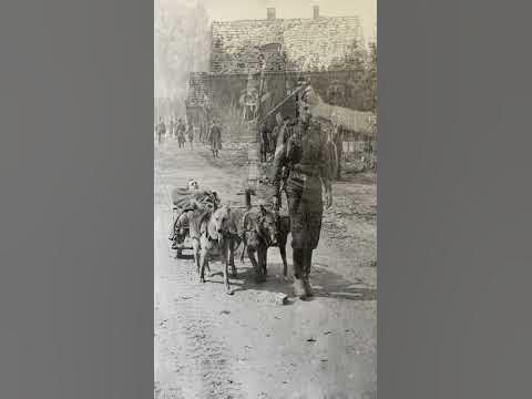 Легендарный Джульбарс, собака-победитель - YouTube