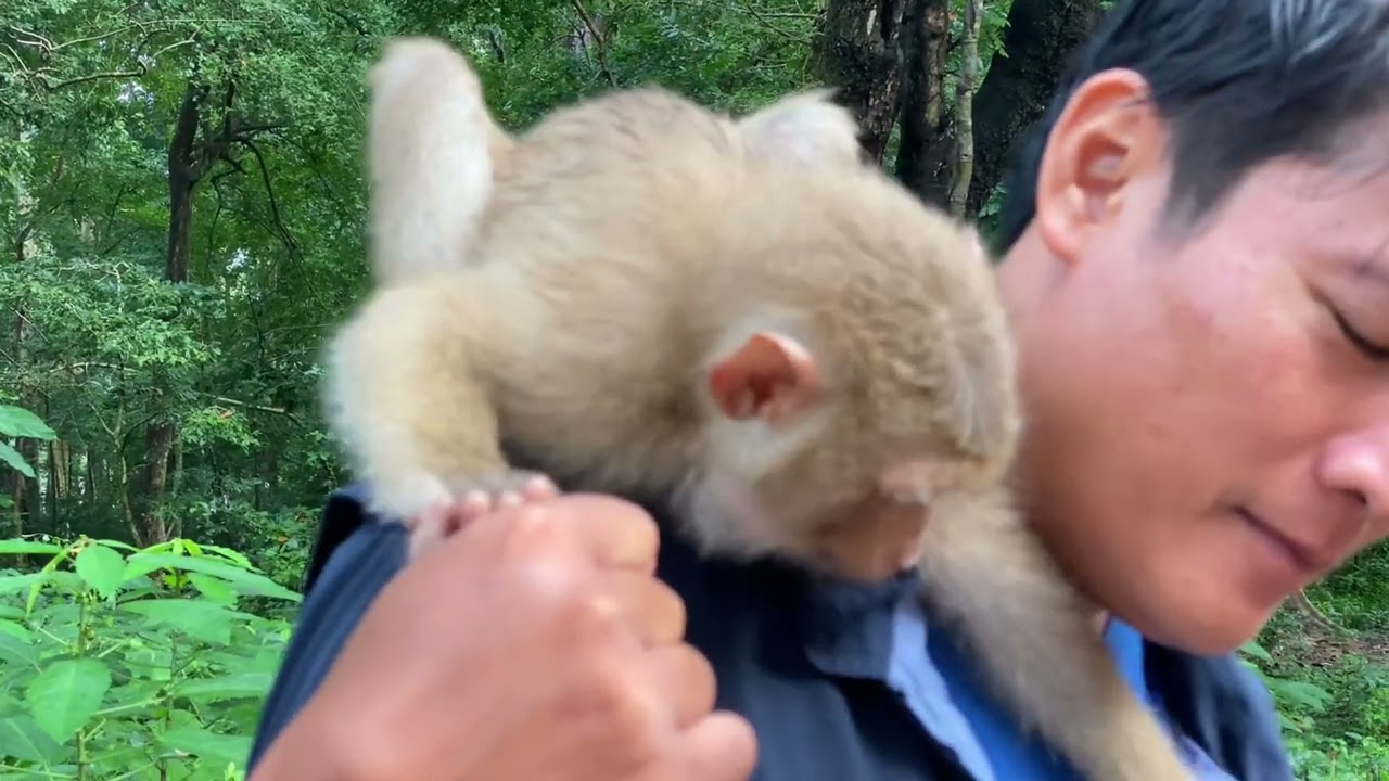 Unbelievable Monkey Behavior Caught on Camera! 🤯 | Going Viral Worldwide