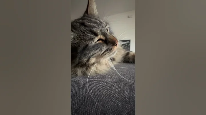 Watch the video about Mr Talkative #cat #yt #kitten #shortsfeed #cute #shortsfeed #catvideos #shorts #mainecoon #catlife