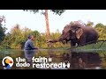 Rescued Elephant Has The Sweetest Reaction To Music | The Dodo Faith = Restored