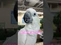 #いきものふれあい学校 #ジョ一 プラ #オイちゃん🕊️