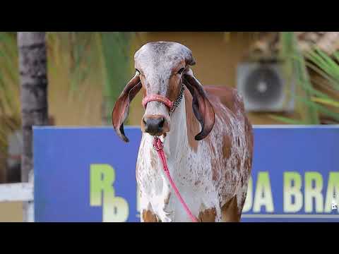 LOTE 14 - RRP 9672 Delfina de Brasília