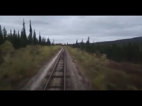 АЯМ. Птенцы гнезда Штырова.
