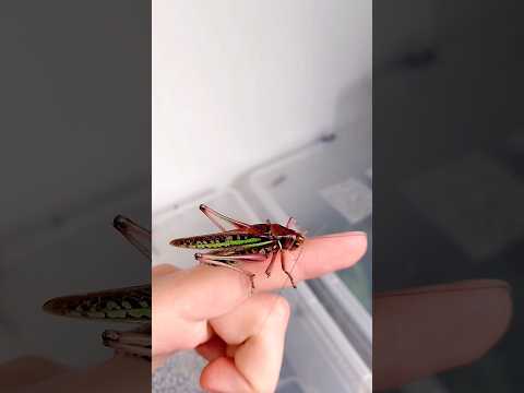 Кузнечик стрекочит на руке (Bush cricket sound). #katydid