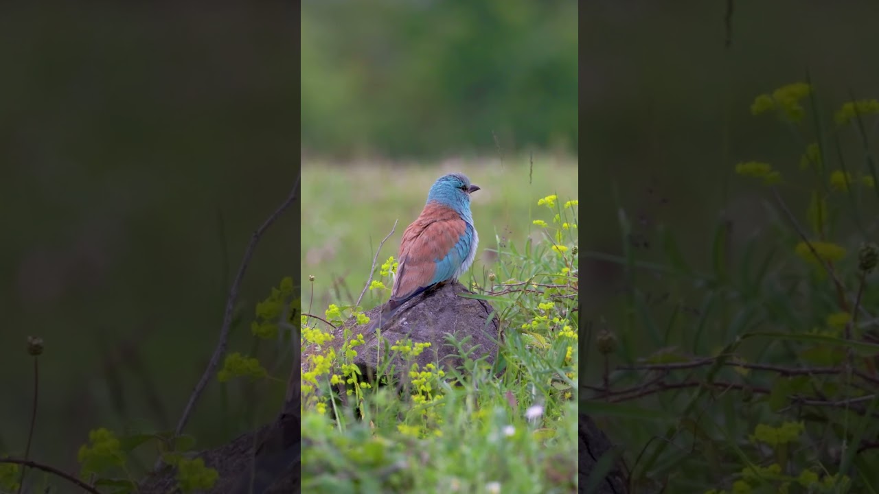 Eurasian Roller — A Splash of Blue in Istanbul (2023) 