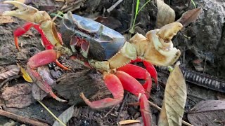 Hechos del Agro - Vivero de cangrejo de tenaza azul o tiguacal