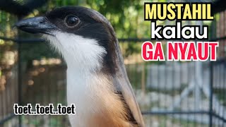 Suara Cendet Gacor TOET TOET biangnya bikin cendet jenis apapun langsung nyaut emosi ikutan bunyi