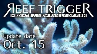 沖縄産ナグラカタトサカ ライトグリーン Lサイズ[S1015-1]REEF-TRIGGER