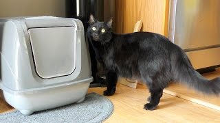 4 ways not to control litter box odor and 1 that actually worked