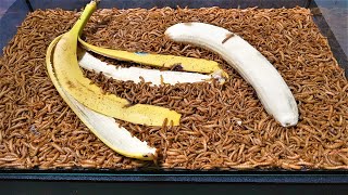 Mealworms VS Banana Time Lapse