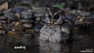 นกเค้ากู่ นกฮูก Collared Scops Owl เล่นน้ำยามค่ำคืน ณ ป่าแก่งกระจาน