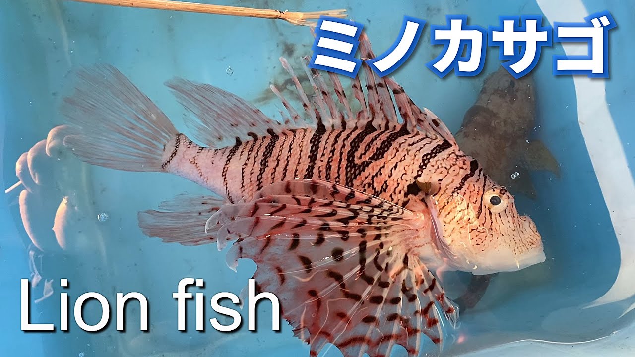 ミノカサゴ】別名ヤマノカミLion fish※Japanese fish pictorial book