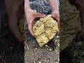 💎 OMG! $950,000 Diamond Hunter Found Massive Gold Nuggets Hidden Under Nature Tree | Gold Mining