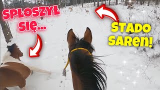 SPOTKALIŚMY SARNY W TERENIE! Ścigam się z Wilburem na Haki! | VLOGMAS #5