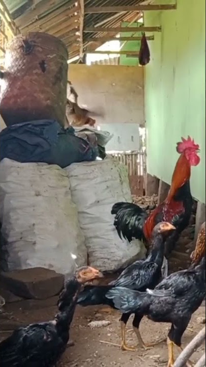 Begini nih.. Suara Ayam Pelung Trahh si Gempar #ayampelung #suaraayampelung #suaraayamberkokok