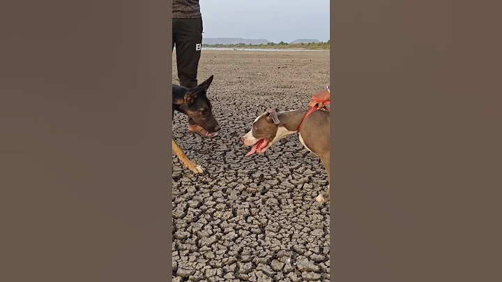 #max Vs German shepherd 🥵 #pitbull #pitbulldog #jarmanshephard #shorts #shortsfeed #pet #gsds