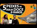 OS 5 PEIXES DE ÁGUA DOCE MAIS RAROS DO MUNDO - Curiosity 30 | BláBlálogia