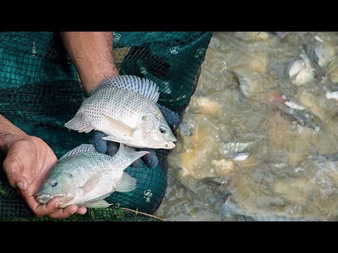Video: Apa yang dilakukan pembudidaya ikan?
