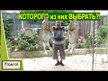 Какую Породу Кроликов Выбрать? Воскресные посиделки в Центре Мира Станица Переправная Макляк Макрол