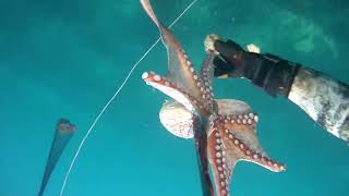 #kuşadası #ahtapot #deniz #hunter #keşfet #octopus #octopushunting #oktopus #sea #タコ