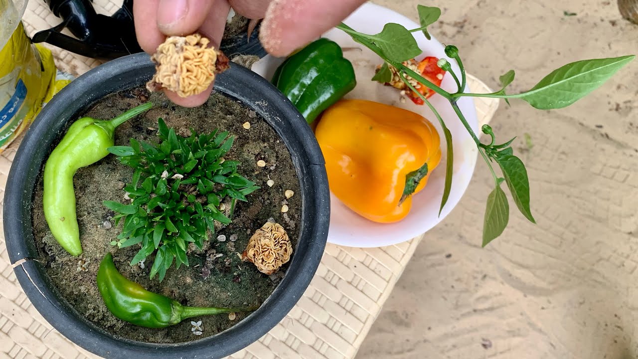 ازرع مئات الشتلات من الفلفل من بذور ثمرة فلفل وحدة بدل ما تشتريه 🌶 🫑 زراعة بذور الفلفل في المنزل