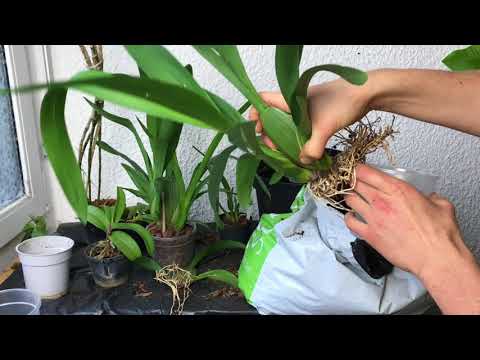 Video: Was ist eine Oncidium-Orchidee: Informationen zur Pflege von Oncidium-Orchideen