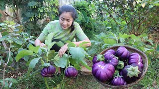 Have You Ever Grown Round Eggplant Around Home? / Yummy Round Eggplant Cooking