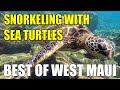 West Maui Snorkeling With Sea Turtles - Best spots on the Island