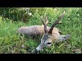 Roebuck hunting in Romania 2018 best of compilation; Rehbockjagd in Rumänien 2018 beste Momente