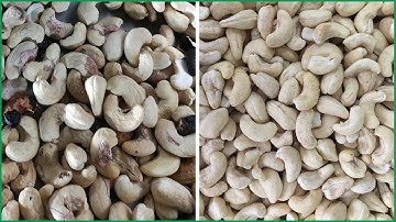 Máy bắn màu hạt điều trắng| Máy tách màu điều không làm vỡ hạt