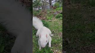 White Squirrel