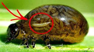 😮 10 Increíbles Insectos Que No Creerás Que Existen