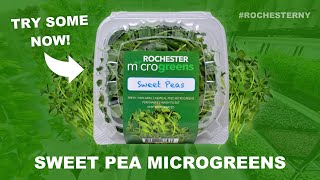 Organic Sweet Pea Microgreens In Rochester NY by Rochester Microgreens 62 views 7 months ago 21 seconds