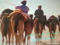 قصيده باتت دموع العين سكاب كلمات ابوسالم راشد المعمري اداء ماجد الجابري قصيده باتت دموع العين سكاب كلمات ابوسالم راشد المعمري اداء ماجد الجابري