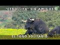 Toros de Cuadri: Cebollita, toro solitario sin amigos | Toros desde Andalucía