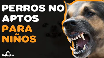 ¿Qué razas de perros no se llevan bien?