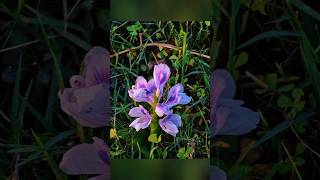 Stunning 10x Zoom Water Hyacinth Flower Photography tips and tricks 📸 🌸 #shorts #flowers #nature