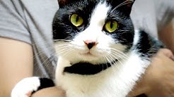Nan Nan Back Skip Navigation Search Search Sign In Cat Life Tv Hatch And Mac Black Cat Meme Cat Life Tv Hatch And Mac Black Cat Meme 14 5k Subscribers Subscribe Lineスタンプ 2匹のほっこり猫ちゃん Home Videos Playlists Community