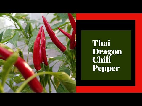 Thai Dragon Chili Pepper