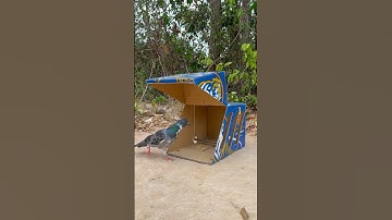 Creative Bird Trap - Easy Trap Make By Cardboard Box #shorts