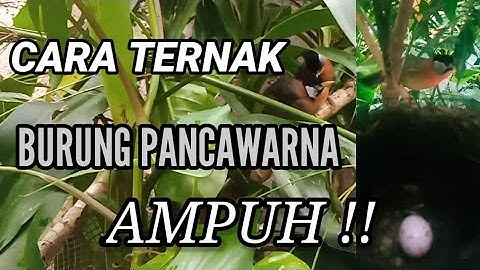 berbagi tips cara ternak/breeding burung pancawarna.ala u2 FAMILY bf.#bird#