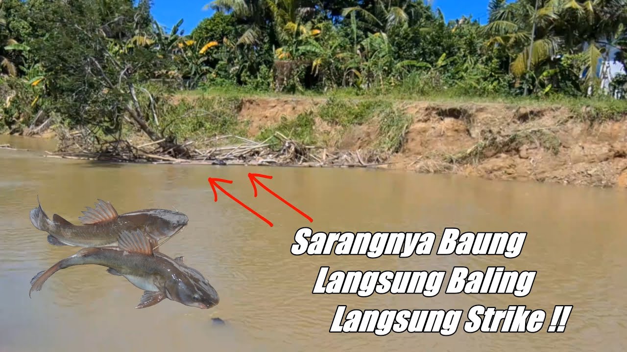 Tak Percaya Seganas ini iKan Baungnya Baru Lempar Langsung Strike