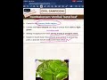 Kumbakonam Vetrilai 🌿 | UPSC Prelims 2026 Most Important Current Affairs #civilsamriddhi #upsc