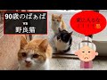 【家に入るな！！】90歳のばぁば vs 野良猫  #40