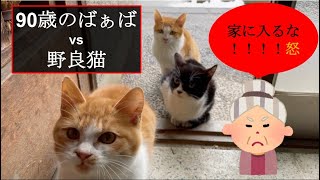 【家に入るな！！】90歳のばぁば vs 野良猫  #40